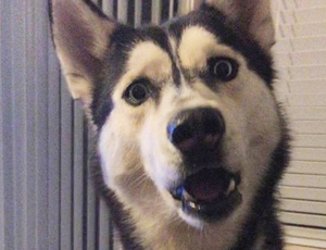 电话轰在线轰炸